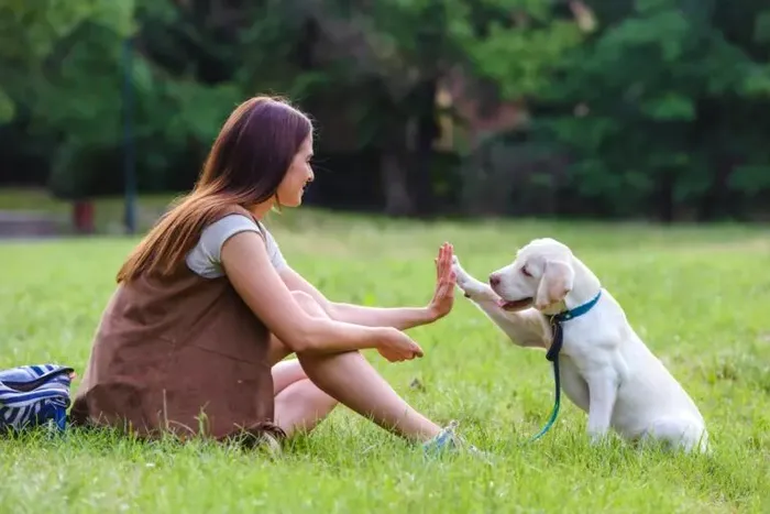 A apărut zgarda care poate face câinele să „vorbească“