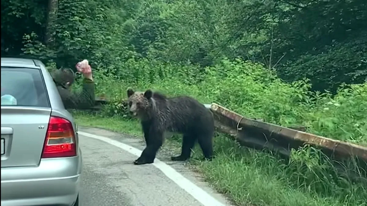 S-a crezut în filme și a pățit-o! A vrut să hrănească ursul din palmă
