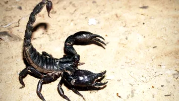 Invazie de scorpioni veninoşi într-o comună din România. Cum au ajuns aici