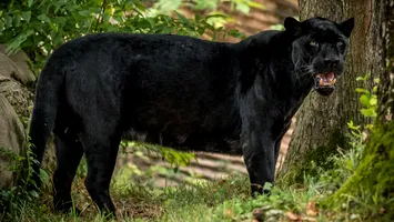 Pantera neagră a ajuns în România, după ce a rătăcit prin Bulgaria aproape o săptămână