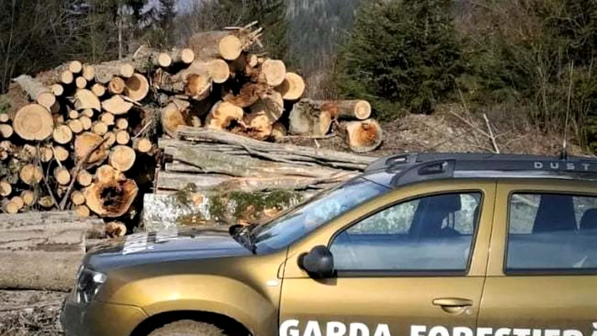 Ministerul Mediului: Transporturi fictive de material lemnos pe ruta Baia – Cornu Luncii, depistate de către Garda Forestieră Suceava