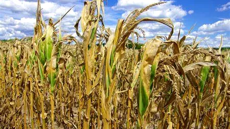 UE şi-a redus estimările privind producţia de porumb. România, între cauze