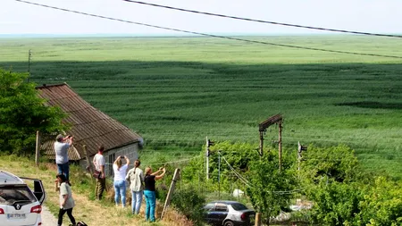 Pădurea mutantă de pe fundul fostului lac de acumulare Kahovka: sălciile hibride schimbă fața ecosistemului