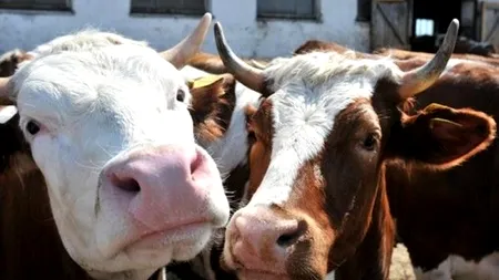 Cum pot să susțină fermele de vaci producția de legume - Proiect la Ministerul Agriculturii