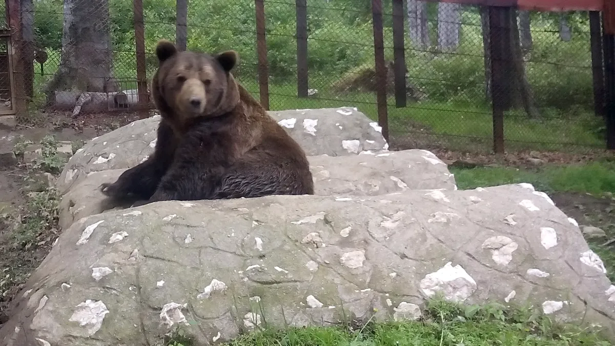 Vedeta stațiunii Straja din Valea Jiului împlinește 25 de ani
