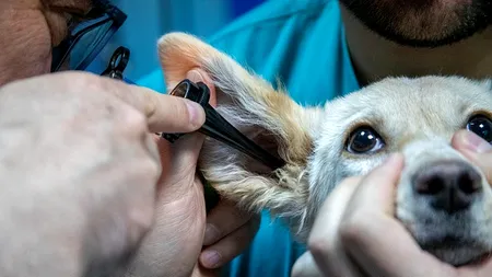 Japca din cabinetele veterinare: Tarife de sute de euro pentru o intervenție, după care urmează tratamentul   