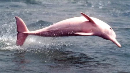 Delfini roz pe cale de dispariție, salvați în Columbia