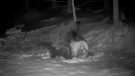 VIDEO Un urs „a sculptat un om de zăpadă” – spectacol inedit surprins într-o pădure din Bucovina