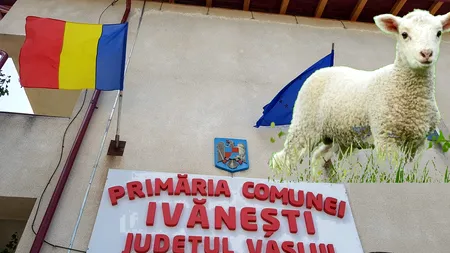 Caz șocant la Vaslui: Miei sacrificați în curtea primăriei în ajun de Paște  