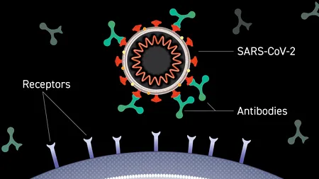 Tratament pentru Covid: Ce sunt anticorpii monoclonali și cine poate face această terapie (VIDEO)
