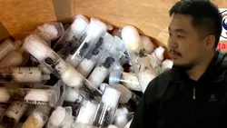 Bărbat ajuns la închisoare după o afacere ilegală cu… furnici. Câţi bani câştiga