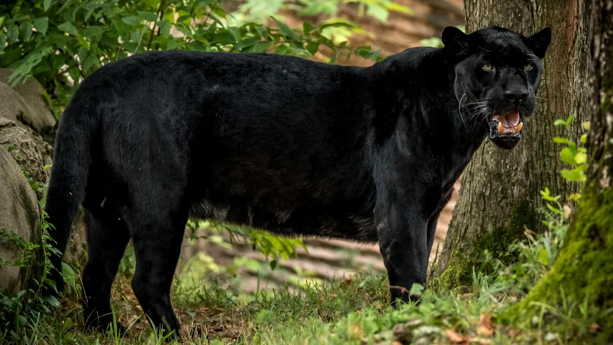 Pantera neagră a ajuns în România, după ce a rătăcit prin Bulgaria aproape o săptămână