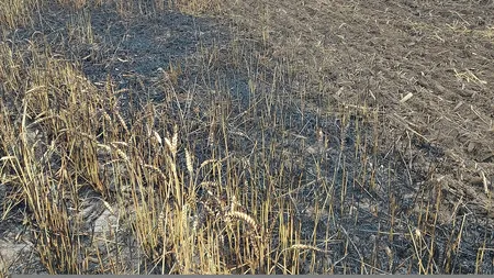 A început recoltatul la grâu, au apărut și incendiile. Ce a pățit un fermier din Călărași
