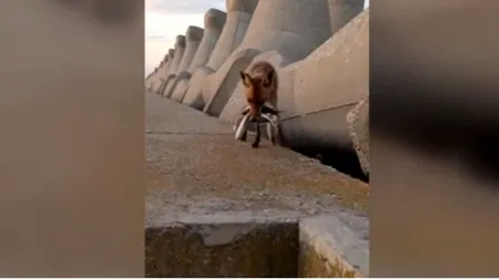 Vulpe înfometată pe dig, în sudul litoralului. A furat 4 pești