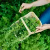 Leacul din pădure: planta care alungă depresia, stresul și anxietatea
