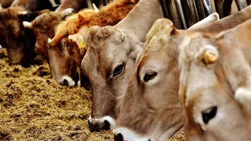 Focar de febră aftoasă în Ungaria. Măsuri de urgență pentru prevenirea extinderii bolii în țara noastră