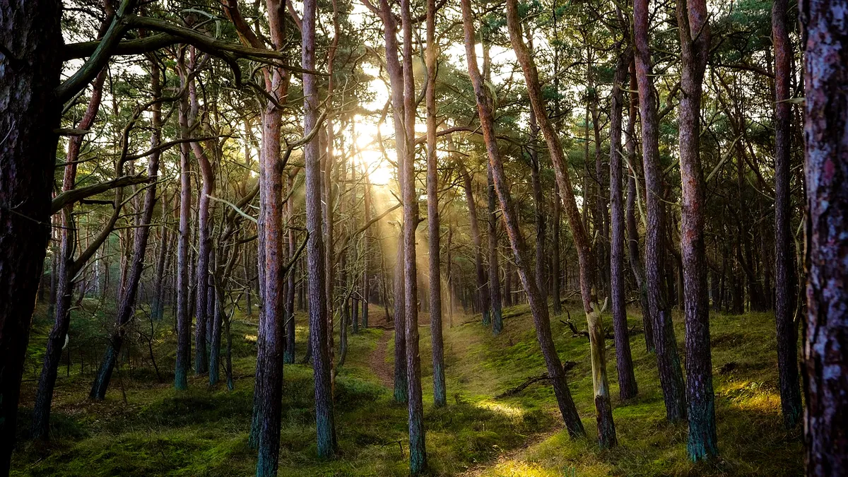 Cum a supraviețuit 48 de ore singur în pădure un băiețel de 9 ani, dispărut: Mi-am făcut o căsuță din frunze