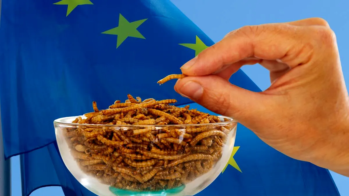 Pulberea de viermi îmbunătățită cu UV, autorizată în UE