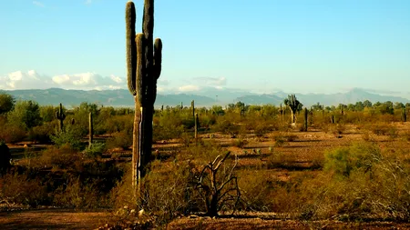 Studiu: Majoritatea speciilor de cactus sunt în pericol din cauza încălzirii globale