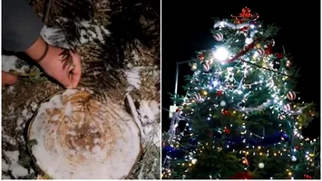 Scandal la Drăgășani: Bradul de Crăciun din centrul orașului a fost furat dintr-un cimitir, de pe mormântul unui localnic