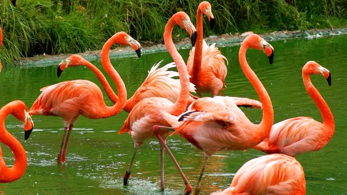Zeci de păsări flamingo au colorat Delta Dunării (Video)