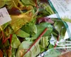 România în fruntea clasamentului european privind salatele contaminate cu un parazit periculos