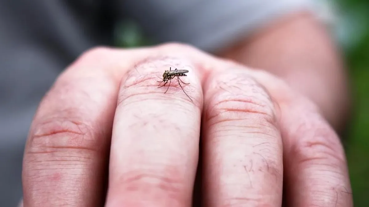 Experiment: Febra denga poate fi eradicată?