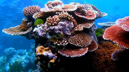 Un coral cu vârsta de peste 400 de ani, descoperit în Marea Barieră de Corali