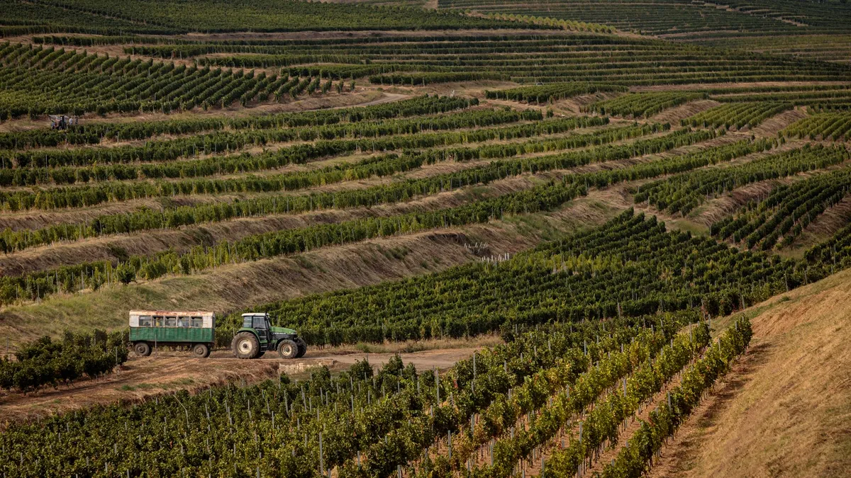 Producție bună de vin, în acest an. Recoltatul strugurilor, întârziat de vremea capricioasă