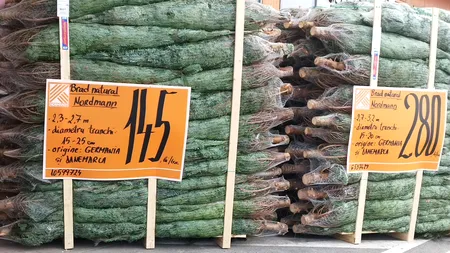 Nu doar porcul de Crăciun vine din Germania și Danemarca, ci și bradul (foto)