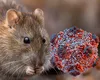 Anunțul OMS, despre focarul de hantavirus. Motivul pentru care este exclusă o nouă pandemie