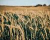 O ciupercă poate distruge milioane de hectare de cereale. A fost introdusă ilegal în țară de cercetători
