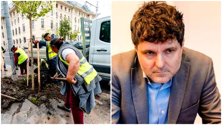 Ginkgo Biloba și arbori de gumă, plantați în fața primăriei lui Nicușor Dan. Municipalitatea a cheltuit 100.000 de euro