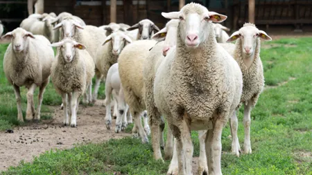 ANVSA negociază continuarea exporturilor de ovine în Iordania