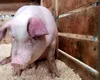 Avertisment ANSVSA: focare de boli la animale, risc major pentru porcii de Crăciun
