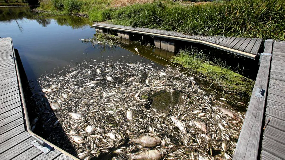 Fluviul Oder: Misterul morții a mii de pești persistă, deoarece nu s-au găsit substanțe toxice
