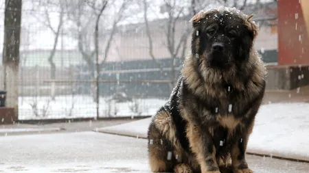 Ciobănescul carpatin a devenit mascota echipei naţionale de fotbal a României