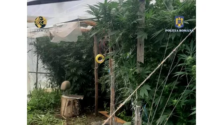 Neamţ: Trei persoane vindeau canabis produs în curtea casei
