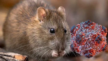 Anunțul OMS despre focarul de hantavirus. Motivul pentru care este exclusă o nouă pandemie