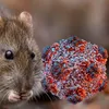 Anunțul OMS despre focarul de hantavirus. Motivul pentru care este exclusă o nouă pandemie