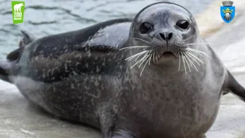 Zoo Brașov sărbătorește Ziua Internațională a Focii
