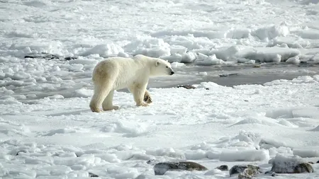 Un urs polar a apărut în zona sudică a Canadei
