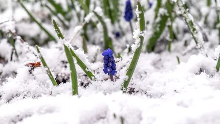 Ninge abundent în România. Care sunt județele vizate de cod galben