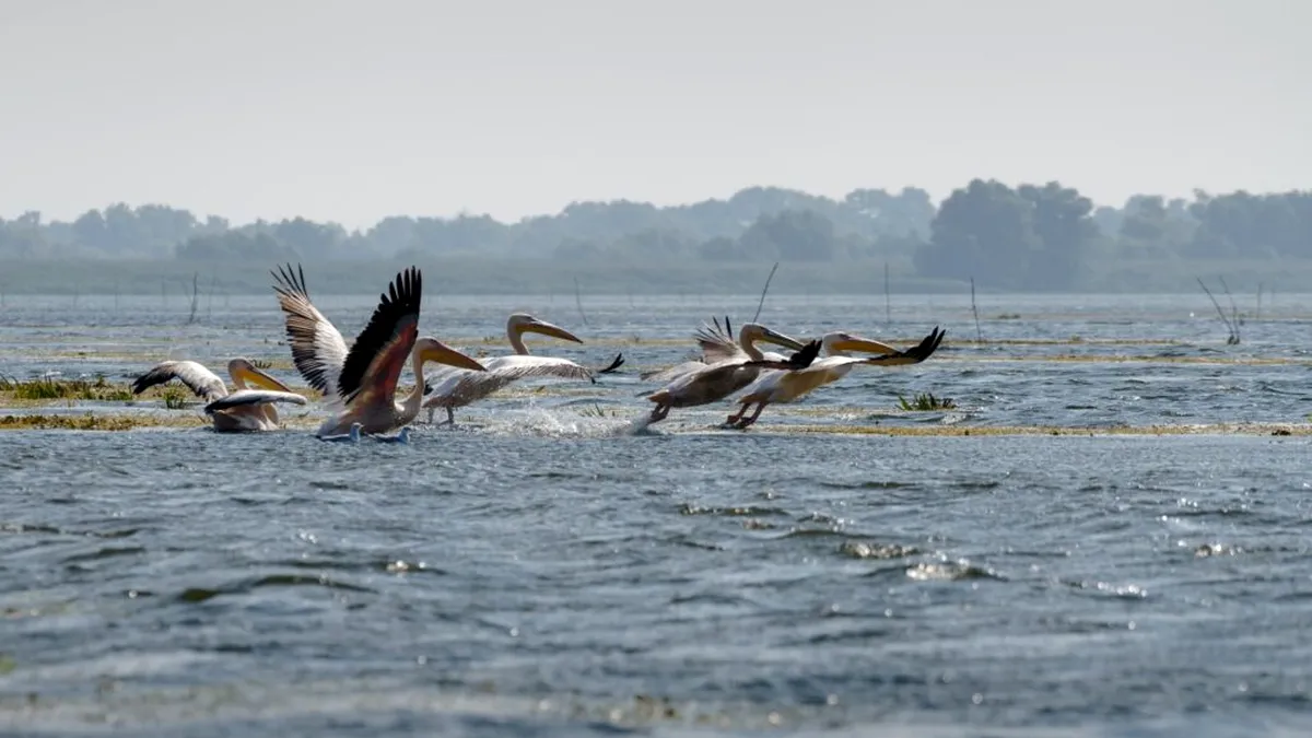 Agenția Națională pentru Protecția Mediului- 34 de ani de când Delta Dunării este rezervație a biosferei