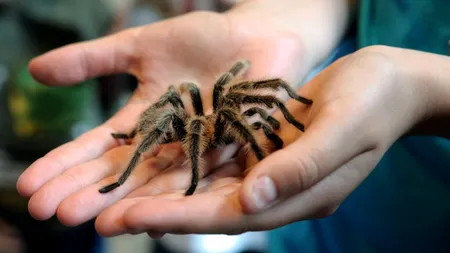 Expoziţia de tarantule de la Timişoara are un succes „monstru”. De ce vin mii de vizitatori