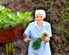 Ce se pune la rădăcina leușteanului ca să crească de doi metri. Calendarul care îți dublează recolta de frunze