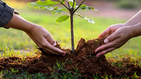 Arborele care se plantează în iunie și aduce liniște, noroc și sănătate. Nu trebuie să lipsească din nicio curte
