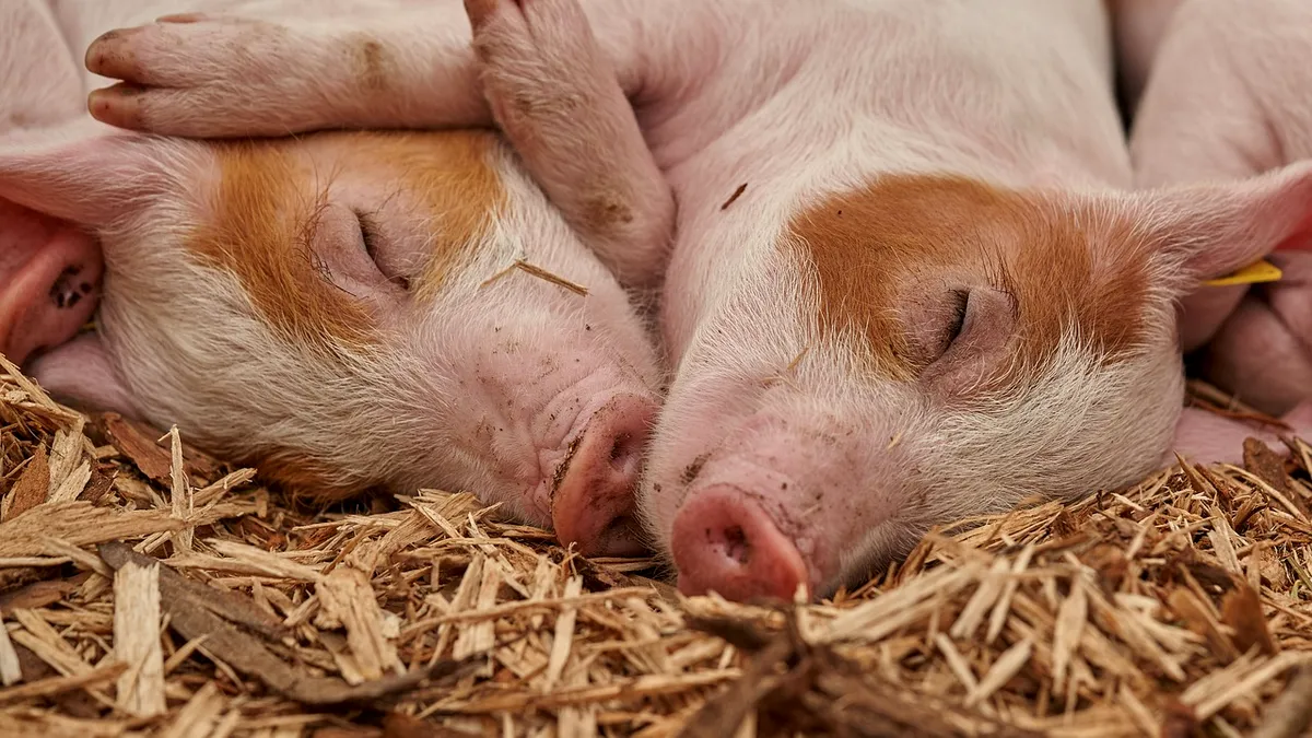 Tarifele lui Trump: ce se va întâmpla cu burţile, inimile şi căpăţânile de porc din SUA? Americanii nu le mănâncă, iar China suprataxează importurile