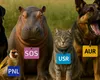 Politica și patrupedele de companie: câinii, pisicile și partidele – într-un sondaj INSCOP