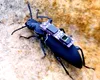 Gândacii cyborg, eroii operațiunilor de salvare în cazul unor dezastre viitoare